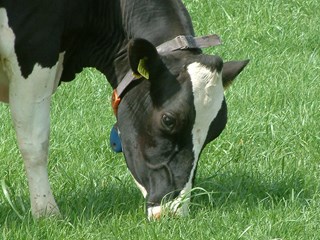 Grasvernieuwing levert de veehouder jaarlijks veel méér op!