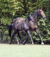 Ook Dekker verkoopt  vele soorten paardenvoer: Besterly, Hippostar, Havens, Pavo, Marstall, Equifirs