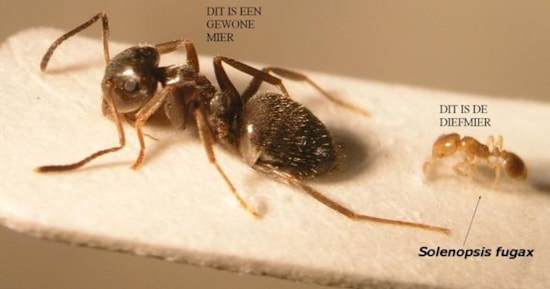 Mierenplaag? Bij Dekker volop Piron Mierendood van Bayer Garden verkrijgbaar!