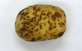 Uit proefresultaten in aardappelen is gebleken dat calcium (pok)schurft tegengaat.