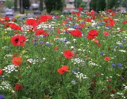 veldbloemen