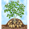 Foliar Robuust hoogwaardige bladvoeding aardappelen